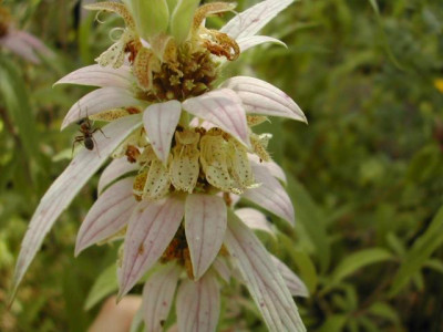 Monarda_punctata.jpg