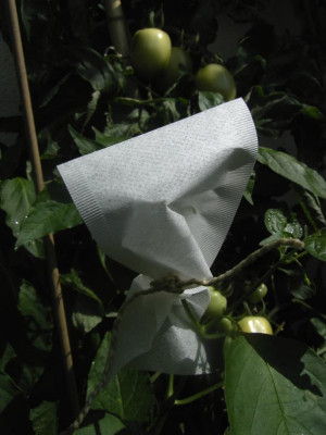 www.am_2007_07.26._C._Verhutung_bei_uberwintertem_Peri_Peri.JPG