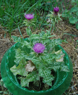 Mariendiste_X0010_K_4524.jpg
