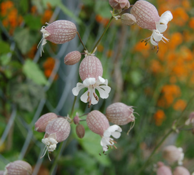 Taubenkropf-Leinkraut_X0010__S1_4432.jpg