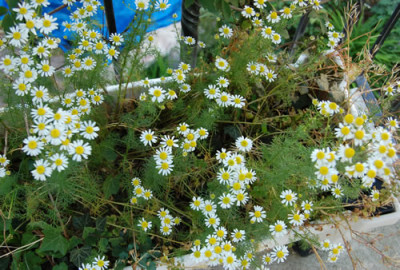 Kamille_X0010__HB_5450.jpg