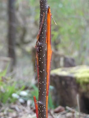 2020-03-15 Betula utilis 'Chris Lane' 2.jpg