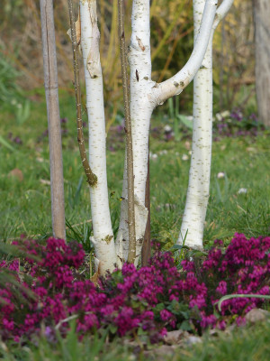 2020-03-15 Betula utilis 'Grayswood Ghost'.jpg