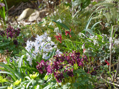 2020-03-15 Gartenimpressionen 1.jpg
