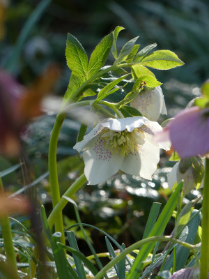 2020-03-15 Gartenimpressionen 2.jpg