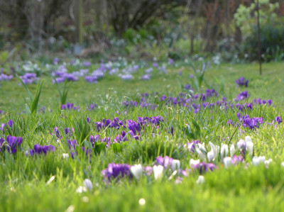 2020-03-15 Gartenimpressionen 5.jpg
