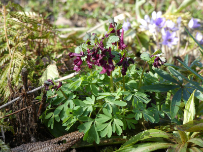 2020-03-15 Corydalis solida 2.jpg