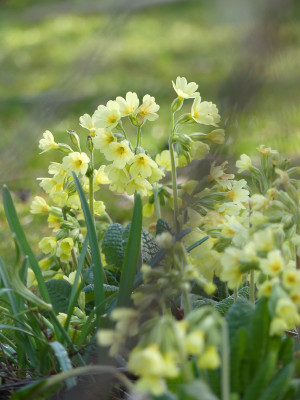 2020-03-15 Primula eliator.jpg