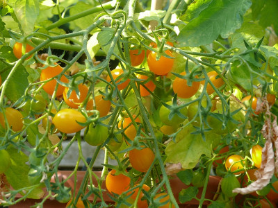 P1120080_Galapagos Wildtomate.JPG