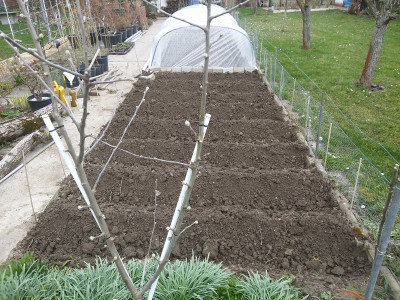 Kartoffeln 200314-3.jpg
