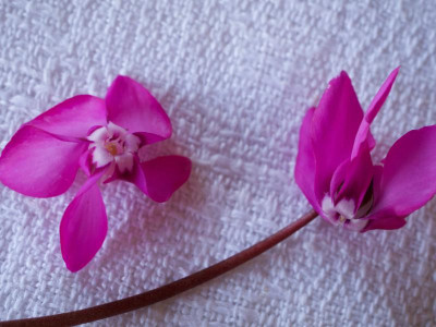 cyclamen-n.n._16.3.20.jpg
