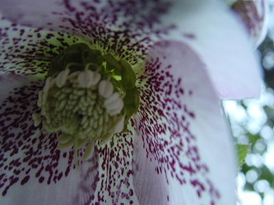 helleborus_sprenkel.jpg