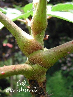 aralia_elata_1.jpg