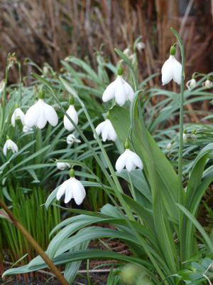 2020-03-15 Galanthus 'E. A. Bowles'.jpg