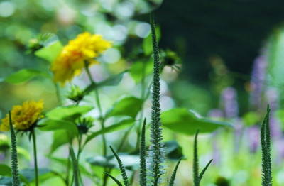 Veronicastrum_2_22-07-2007.jpg