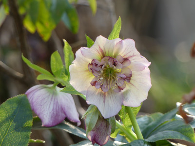 2020-03-16 Helleborus x hybridus 1.jpg