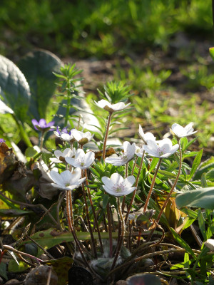 2020-03-16 Hepatica 7.jpg
