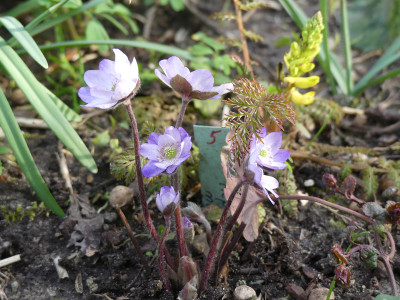 2020-03-16 Hepatica 4.jpg