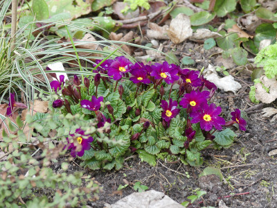 2020-03-16 Primula x pruhoniciana 'Frühlingsbote' 2.jpg