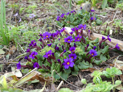 2020-03-16 Primula juliae 1.jpg