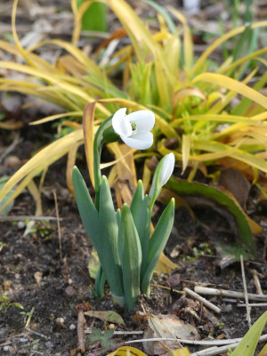 2020-03-16 Galanthus 'Polar Bear' 1.jpg