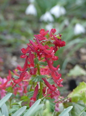 2020-03-16 Corydalis 1.jpg