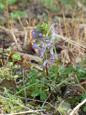 2020-03-16 Corydalis 2.jpg