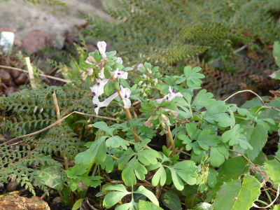 2020-03-16 Corydalis integra 1.jpg