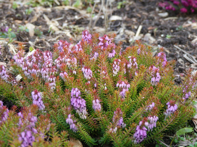 2020-03-16 Erica carnea 'Antje' 1.jpg