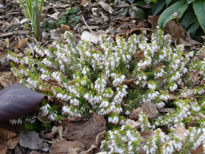 2020-03-16 Erica carnea 'Golden Starlet' 1.jpg
