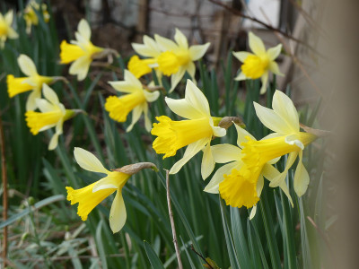 2020-03-16 Narcissus 1.jpg