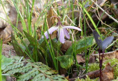2020-03-16 Erythronium 2.jpg