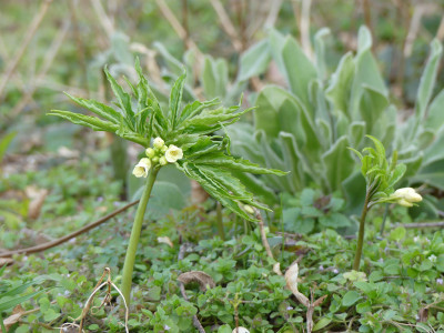 2020-03-16 Cardamine kitaibellii 2.jpg