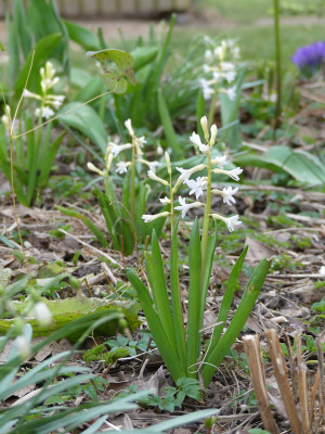 2020-03-16 Hyacinthus partisanengärtner.jpg