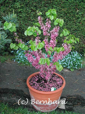 Cercis_chinensis6.jpg