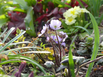 2020-03-16 Gartenimpressionen 1.jpg