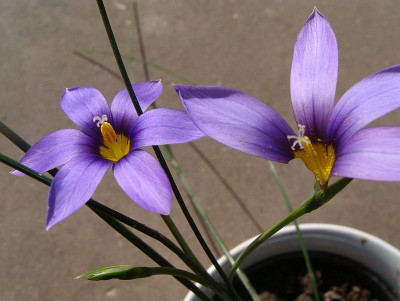 Romulea columnae.jpg