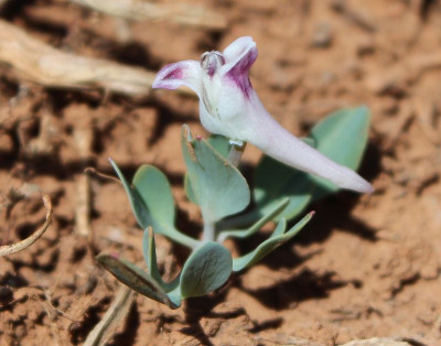 Corydalis uniflora.jpg