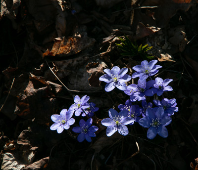 IMG_9620.jpg