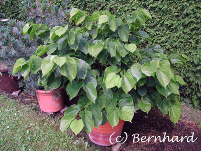 Cercis_chinensis7.jpg