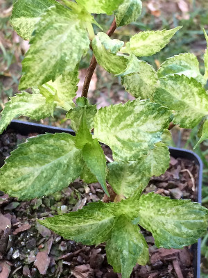 2020-03-18 Hydr. ser. 'O Amacha Nishiki'.jpg