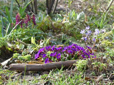 2020-03-18 Gartenimpressionen 2.jpg