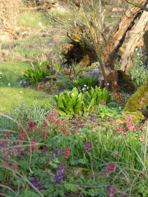 2020-03-18 Gartenimpressionen 3.jpg