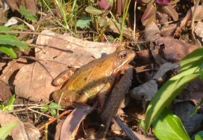 2020-03-18 Frosch.jpg
