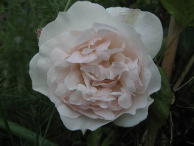Blanche_Duranthon_07.JPG