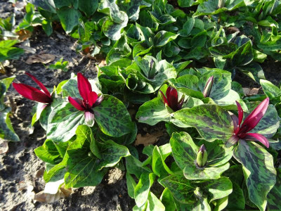 Trillium chloropetalum var. giganteum März 2020.JPG