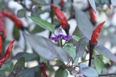 chiliblüte 002.JPG