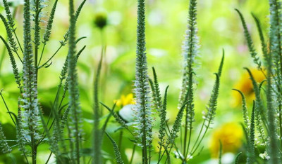 Veronicastrum_3_22-07-2207.jpg