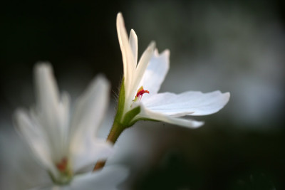 Pelargonie-gezackt.jpg