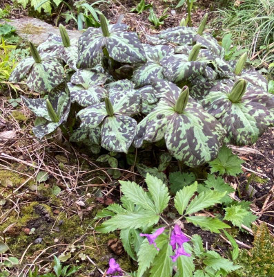 trillium-cuneatum?_19-3-20.jpg